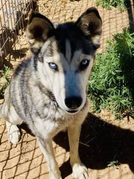 Java -  Siberian Husky Dog for Adoption in Cedar Crest, New Mexico - Java | PetCurious