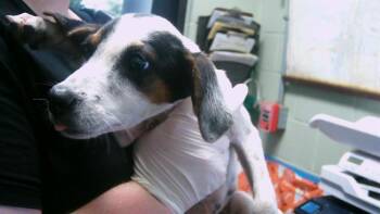 Rescue Parson Russell Terrier and Mixed Breed Dogs for Adoption in Tulsa, Oklahoma - VANUATU | PetCurious