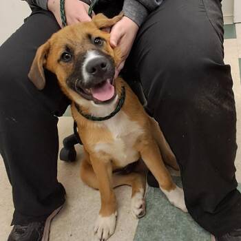 Buford -  Saint Bernard and Labrador Retriever Dog for Adoption in Birmingham, Alabama - Buford | PetCurious