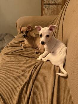 Willi -  Chihuahua Dog for Adoption in Boerne, Texas - Willi | PetCurious
