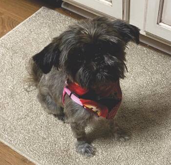 Sophie Mae -  Shih Tzu Dog for Adoption in Greenville, South Carolina - Sophie Mae | PetCurious