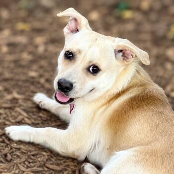 Roak -  Chihuahua and Dachshund Dog for Adoption in Boerne, Texas - Roak | PetCurious