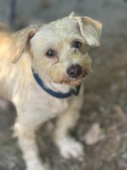 Sandman -  Maltipoo Dog for Adoption in Meherrin, Virginia - Sandman | PetCurious