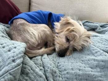 Makayla -  Terrier Dog for Adoption in Vancouver, Washington - Makayla | PetCurious