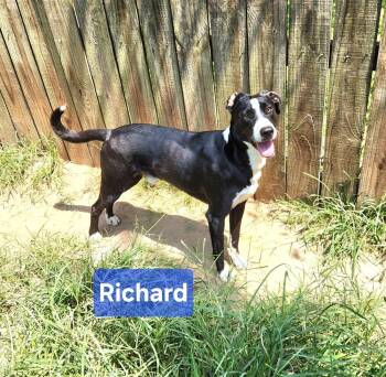 Richard -  Labrador Retriever Dog for Adoption in Silsbee, Texas - Richard | PetCurious