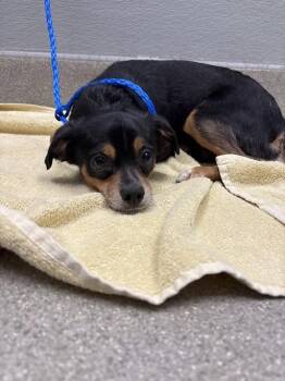 Chihuahua Dogs Available for Adoption in Las Vegas, Nevada - BEN | PetCurious