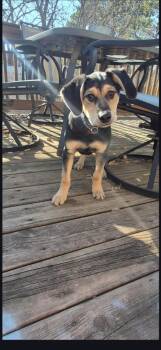 Mixed Breed Dogs Available for Adoption in St. Cloud, Minnesota - Ace | PetCurious