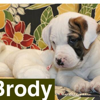 Hound and Beagle Dogs Available for Adoption in Potomac, Maryland - Brody | PetCurious