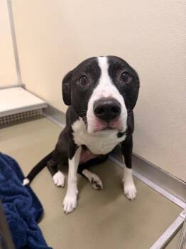 Suki -  Mixed Breed Dog for Adoption in Columbia, Tennessee - Suki | PetCurious