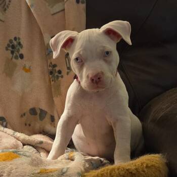 Pina Colada -  American Staffordshire Terrier Dog for Adoption in Jackson, Missouri - Pina Colada | PetCurious