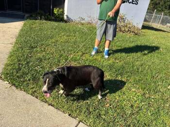 Athena -  American Bulldog Dog for Adoption in Milton, Florida - Athena | PetCurious