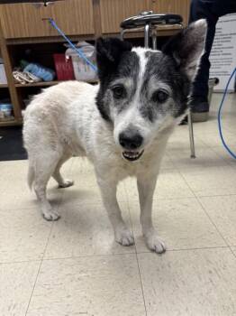 Border Collie Dogs Available for Adoption in Stockton, California - SANTINO | PetCurious