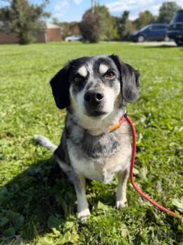 Boone -  Beagle Dog for Adoption in Wooster, Ohio - Boone | PetCurious