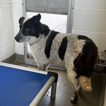72266 -  Cattle Dog Dog for Adoption in Harrisonburg, Virginia - 72266 | PetCurious