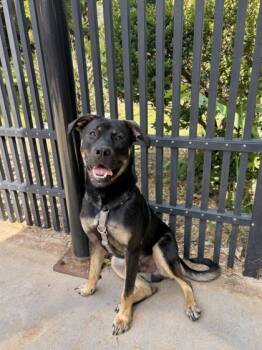 Rescue Mixed Breed Dogs for Adoption in Knoxville, Tennessee - Bionic Milo | PetCurious