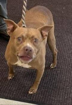 Letty -  Pit Bull Terrier Dog for Adoption in Maryville, Tennessee - Letty | PetCurious