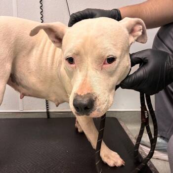 Wedo -  Staffordshire Bull Terrier and Mixed Breed Dog for Adoption in Abilene, Texas - Wedo | PetCurious