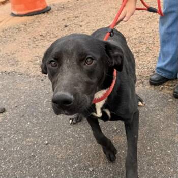 Olive -  Labrador Retriever Dog for Adoption in Columbia, South Carolina - Olive | PetCurious