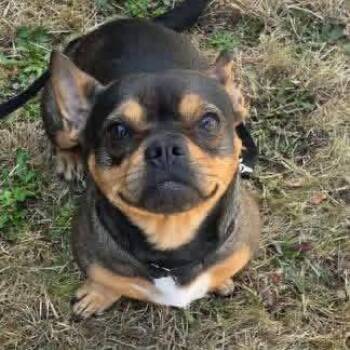 Barkley -  French Bulldog Dog for Adoption in Eugene, Oregon - Barkley | PetCurious