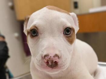 Bessie Smith -  Pit Bull Terrier Dog for Adoption in Portland, Oregon - Bessie Smith | PetCurious