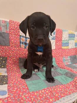 Golden Retriever Dogs Available for Adoption - Adam | PetCurious