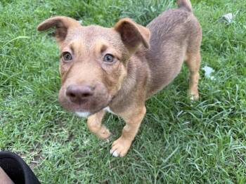 Labrador Retriever Dogs Available for Adoption in Nashville, Tennessee - Almond (M) | PetCurious