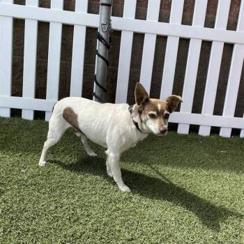 JACK -  Parson Russell Terrier Dog for Adoption in Modesto, California - JACK | PetCurious