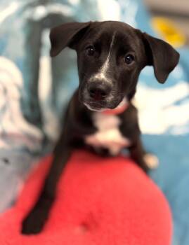 Rescue Belgian Shepherd Malinois and Mixed Breed Dogs for Adoption in Los Angeles, California - Zoey | PetCurious