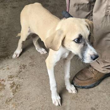 Deborah -  Black Mouth Cur Dog for Adoption in Lake Jackson, Texas - Deborah | PetCurious
