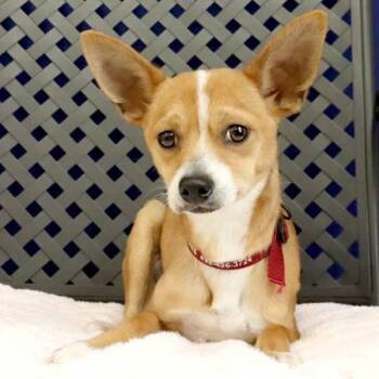 Chihuahua Dogs Available for Adoption - Honey | PetCurious