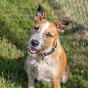 Ranger -  Wirehaired Terrier and Jack Russell Terrier Dog for Adoption - Ranger | PetCurious