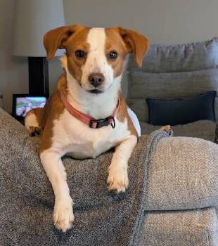 Pollyanna -  Jack Russell Terrier and Beagle Dog for Adoption in Scottsburg, Indiana - Pollyanna | PetCurious