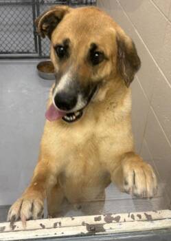 Shepherd Dogs Available for Adoption in Lawrenceville, Georgia - Pen 106 Charlie | PetCurious