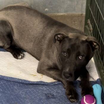 Sterling -  Belgian Shepherd Malinois Dog for Adoption in Carlin, Nevada - Sterling | PetCurious