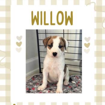 Willow -  Terrier and Labrador Retriever Dog for Adoption in Orangevale, California - Willow | PetCurious