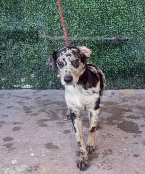 61800973 -  Australian Cattle Dog Blue Heeler and Mixed Breed Dog for Adoption in El Paso, Texas - 61800973 | PetCurious