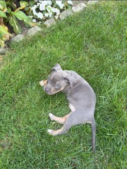 Rescue Pit Bull Terrier and American Staffordshire Terrier Dogs for Adoption in Belleville, Michigan - Homer | PetCurious