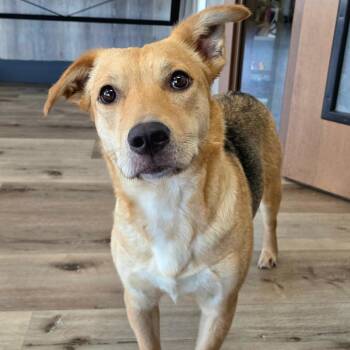 Wonder -  German Shepherd Dog and Mixed Breed Dog for Adoption in Idaho Falls, Idaho - Wonder | PetCurious