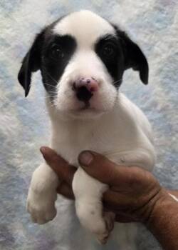 Cavalier King Charles Spaniel and Bernese Mountain Dog Dogs Available for Adoption in Malvern, Pennsylvania - Oreo | PetCurious