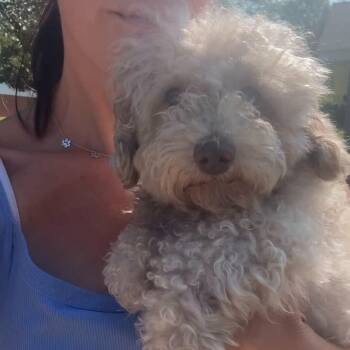 Jonah 22792 -  Miniature Poodle and Mixed Breed Dog for Adoption in Minneapolis, Minnesota - Jonah 22792 | PetCurious