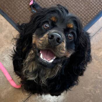 Elvis -  Cocker Spaniel and Cavalier King Charles Spaniel Dog for Adoption in Riverwoods, Illinois - Elvis | PetCurious