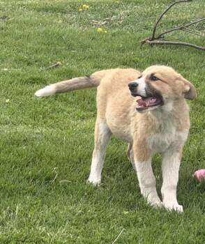Saint Bernard Dogs Available for Adoption in Hindsboro, Illinois - Siesta | PetCurious