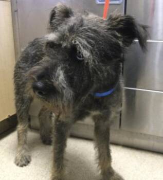 SEAMUS -  Schnauzer and Mixed Breed Dog for Adoption in Riverside, California - SEAMUS | PetCurious