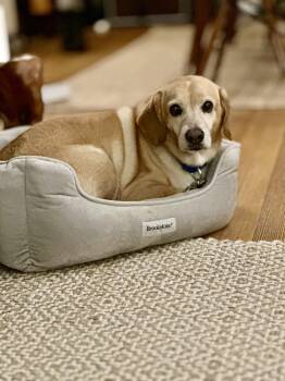 Beagle Dogs Available for Adoption - Sandy | PetCurious