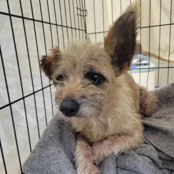 River -  Terrier Dog for Adoption in Westminster, California - River | PetCurious