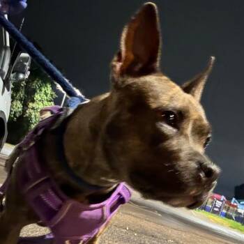 Norma -  Mixed Breed Dog for Adoption in Philadelphia, Pennsylvania - Norma | PetCurious