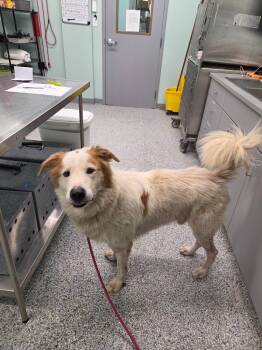 Erwin -  Terrier Dog for Adoption in Athens, Tennessee - Erwin | PetCurious