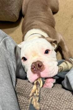 Shmooshy -  Mixed Breed Dog for Adoption in Cincinnati, Ohio - Shmooshy | PetCurious