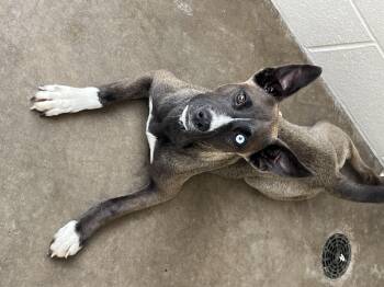 Rescue Husky and Shepherd Dogs for Adoption in Tom Bean, Texas - Reyna | PetCurious