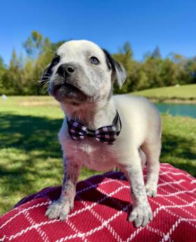 Applejack -  Catahoula Leopard Dog and Pointer Dog for Adoption in Pittsboro, North Carolina - Applejack | PetCurious